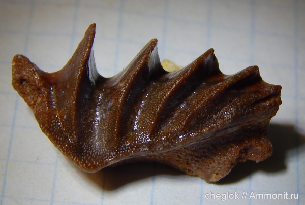 мел, Марокко, Dipnoi, зубы рыб, Osteichthyes, Neoceratodus, Ceratodontiformes, Cretaceous, fish teeth