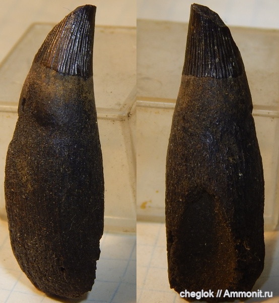 юра, ихтиозавры, Московская область, зубы рептилий, Лопатинский рудник