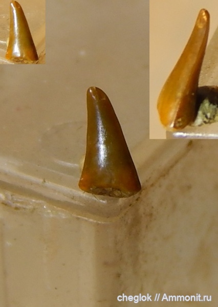 юра, Гжель, позвоночные, акулы, келловей, зубы акул, зубы рыб