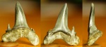 Зуб акулы palаеhypotodus