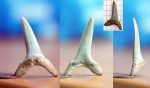 Зуб акулы Striatolamia