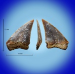 Palaeocarcharodon cf. orientalis