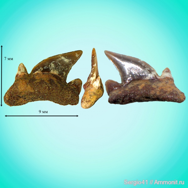 зубы, палеоцен, акулы, Otodus, Волгоград, Otodus minor