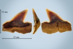 Pseudocorax affinis