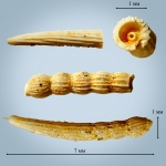 Foraminifera Nodosaria sp.