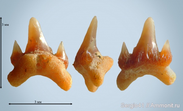 мел, маастрихт, Волгоградская область, Carcharias, Carcharias gracilis