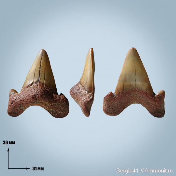 палеоген, зубы, акулы, Otodus, Otodus minor