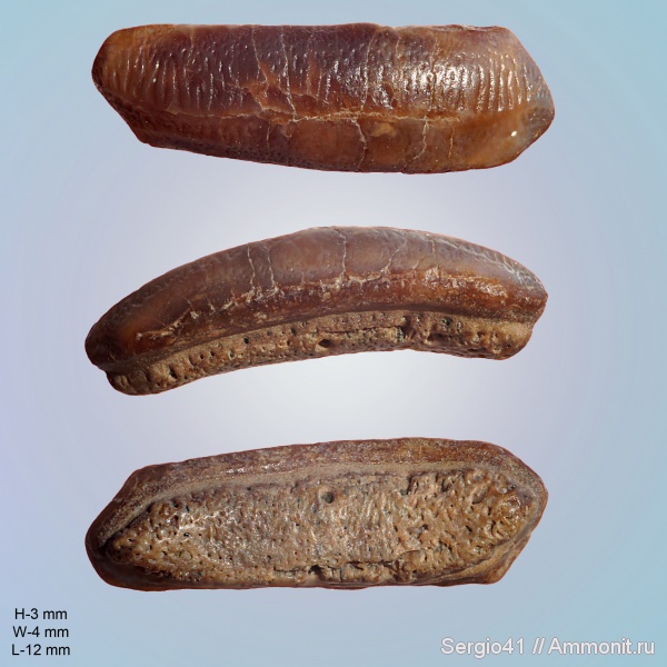 палеоцен, Heterodontus, танет, зеландий