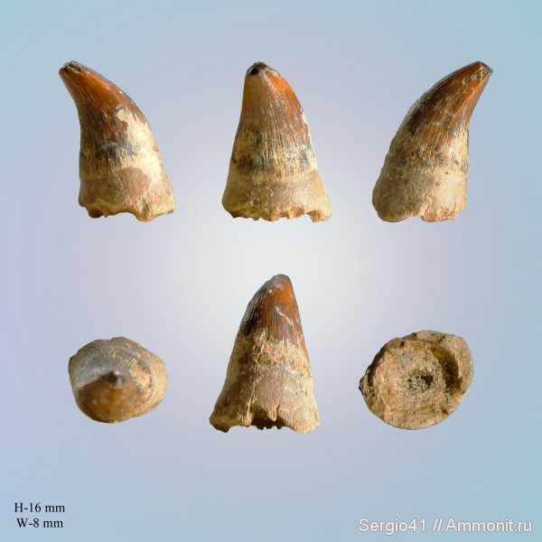 рептилии, мозазавры, маастрихт, Волгоградская область, Волгоград, Plioplatecarpus, птеригоидный зуб