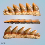 Фрагмент зуба Notidanodon