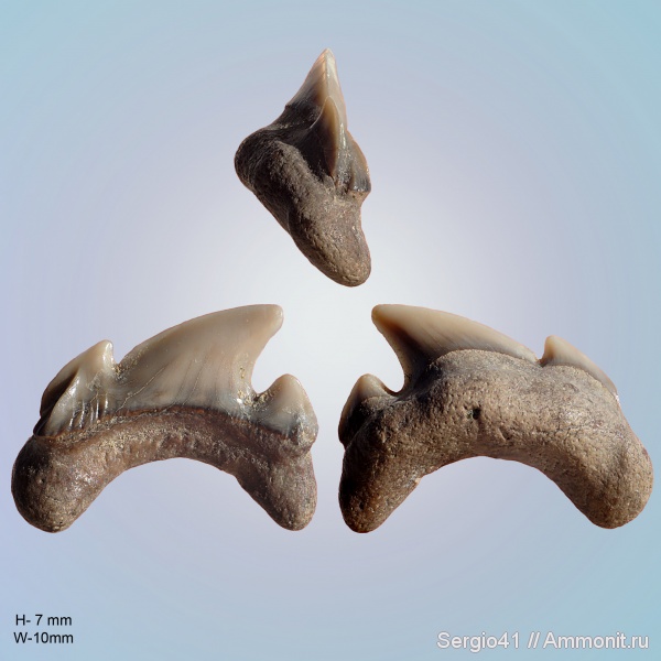 зубы, акулы, кампан, Волгоград, Archaeolamna kopingensis