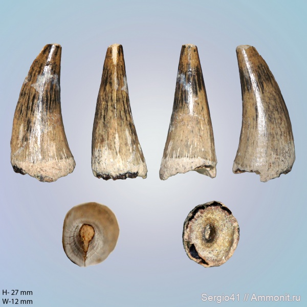 зубы, мозазавры, маастрихт, Mosasaurus, Mosasaurus Hoffmanni