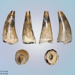 Зуб с крыловидной кости (птеригоидный) Mosasaurus