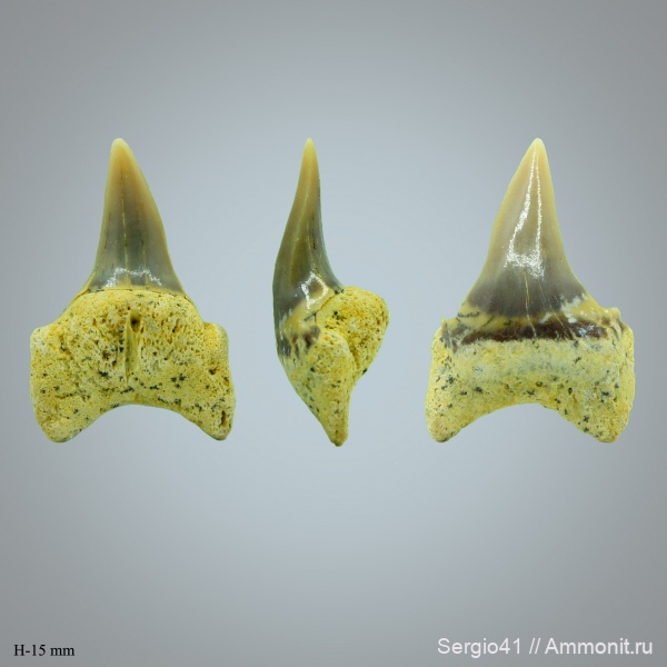зубы, акулы, маастрихт, Palaeohypotodus, Palaeohypotodus bronni