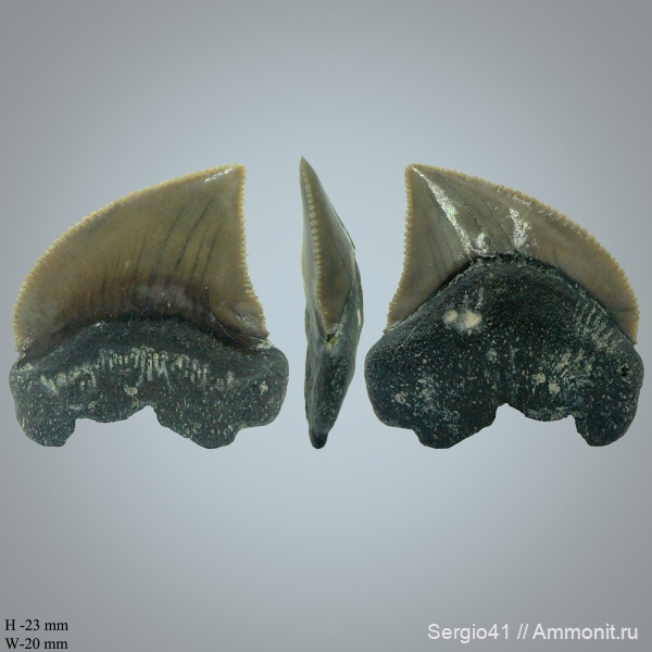 зубы, акулы, маастрихт, Squalicorax, Squalicorax pristodontus, Волгоград