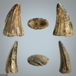 Зуб Platecarpus sp. (?)