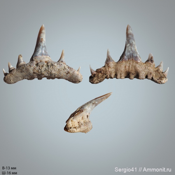 мел, Paraorthacodus, кампан, Волгоград, Synechodontiformes, Paraorthacodus andersoni