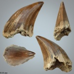 Птеригоидный зуб Mosasaurus