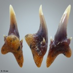 Симфизный зуб Carcharias gracilis