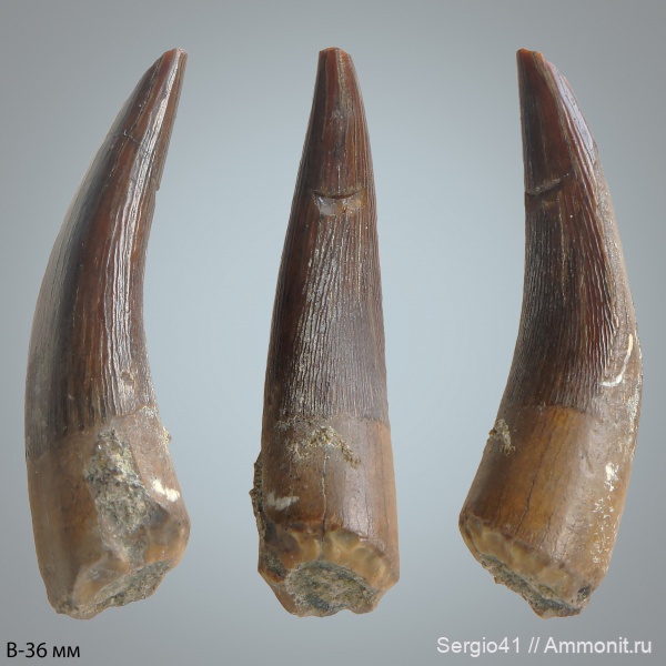 мел, зубы, плезиозавры, Polycotylidae, кампан, Карякино, Campanian, Cretaceous