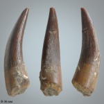 Зуб Elasmosauridae indet