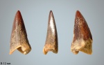 Зуб Mosasauridae
