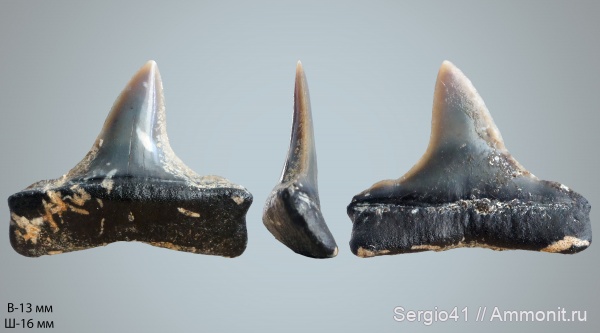 эоцен, зубы акул, Isurus, верхний эоцен, Macrorhizodus, Macrorhizodus praecursor, Волгоград, Upper Eocene, shark teeth