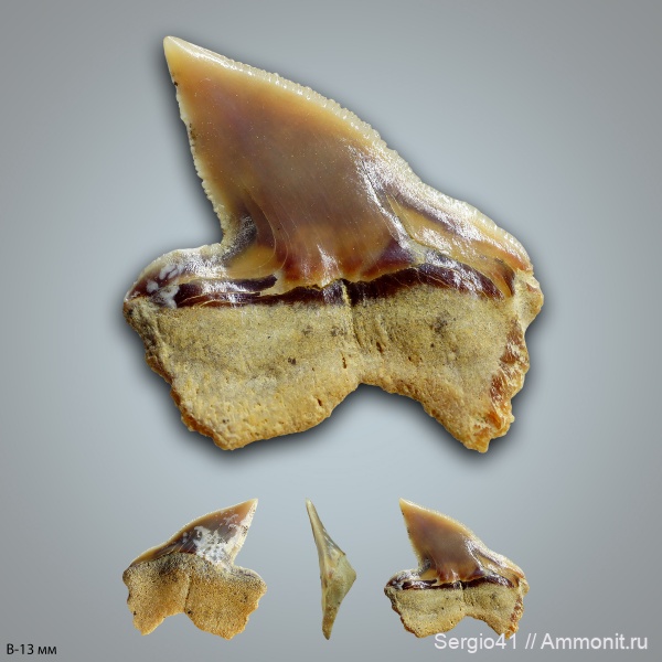 мел, зубы, акулы, маастрихт, Pseudocorax, Волгоград, Maastrichtian, Cretaceous, Pseudocorax affinis