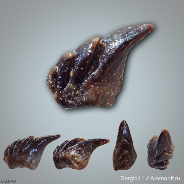 Carboniferous, нижний карбон, ротожаберные зубы, зубы рыб, Заборье