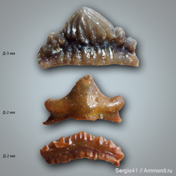 рыбы, зубы, Carboniferous, нижний карбон, Euselachii, Заборье, Mesodmodus, Anachronistidae