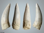 Зуб плезиозавра Polycotylidae