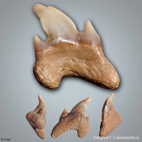 мел, зубы, акулы, Archaeolamna, кампан, Волгоград, Archaeolamna kopingensis, Campanian, Cretaceous