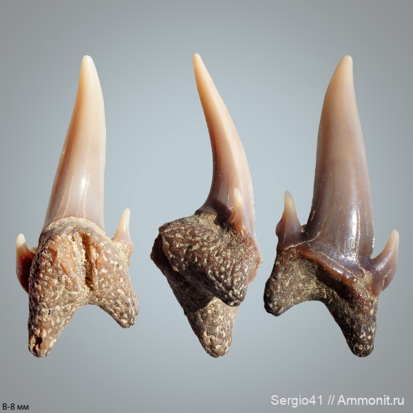 мел, Eostriatolamia, кампан, Волгоградская область, Carcharias, Волгоград, симфизные зубы, Campanian, Cretaceous
