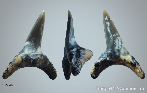 эоцен, зубы акул, верхний эоцен, Alopias, Usakias, Волгоград, Upper Eocene, shark teeth