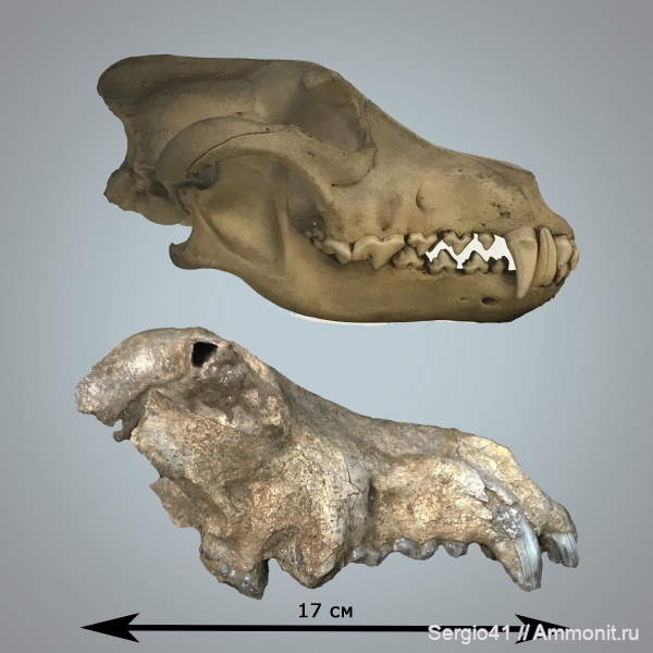 млекопитающие, плейстоцен, четвертичный период, Волгоградская область, Quaternary System, Волк, Pleistocene Series