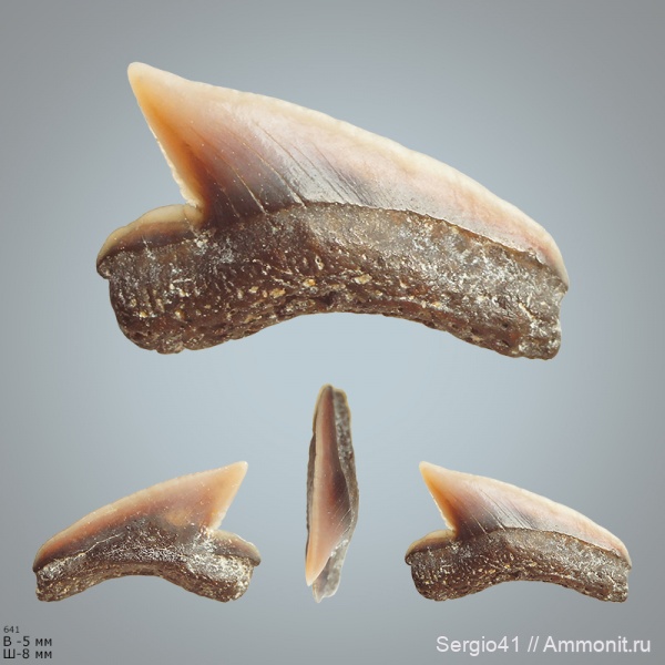 мел, зубы, акулы, Palaeoanacorax, сеноман, Cenomanian, Palaeoanacorax cf. obliquus