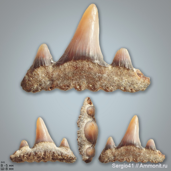 мел, зубы, акулы, сеноман, Paraorthacodus, Cenomanian