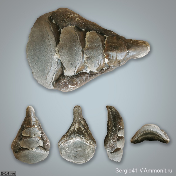 рыбы, зубы, Carboniferous, нижний карбон, Petalodontiformes, Petalorhynchus, Заборье