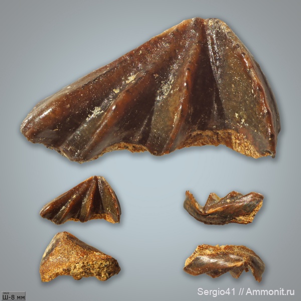 триас, рыбы, зубы, Ceratodus, двоякодышащие рыбы, Triassic