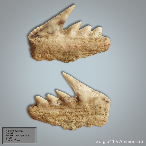 рыбы, акулы, зубы акул, Hexanchus, Волгоград, даний, fish, shark teeth, sharks, Hexanchus microdon