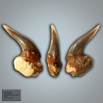 Hexanchus sp.