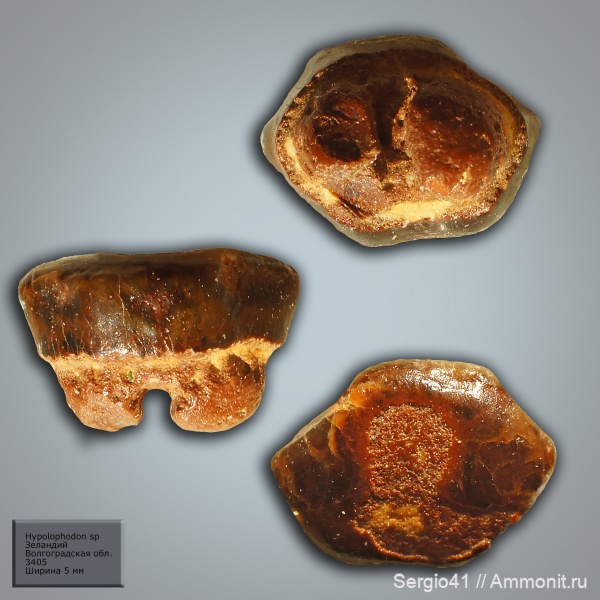 палеоцен, акулы, Волгоградская область, Волгоград, Hypolophodon, зеландий, Selandian