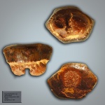 Hypolophodon sp.