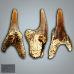 Palaeohypotodus - P. cf. speyeri, симфизный