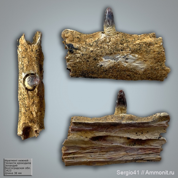 рептилии, палеоген, крокодилы, палеоцен, Волгоградская область, Волгоград, Thoracosaurus, Paleogene, Paleocene, зеландий, Crocodylia, Selandian, Gavialidae