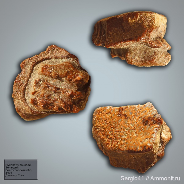зубы, палеоцен, скаты, Волгоградская область, Myliobatis, Волгоград, зеландий, Selandian