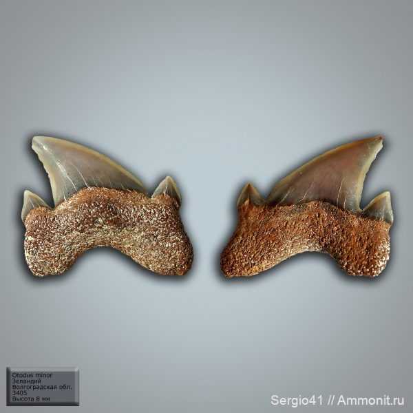 палеоцен, акулы, Otodus, Волгоградская область, Волгоград, Otodus minor, зеландий, Selandian