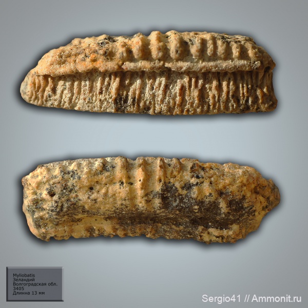 зубы, палеоцен, скаты, Волгоградская область, Myliobatis, Волгоград, зеландий, Selandian