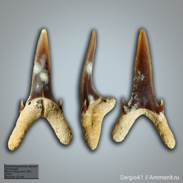 палеоцен, акулы, Волгоградская область, Palaeohypotodus, Волгоград, зеландий, Selandian