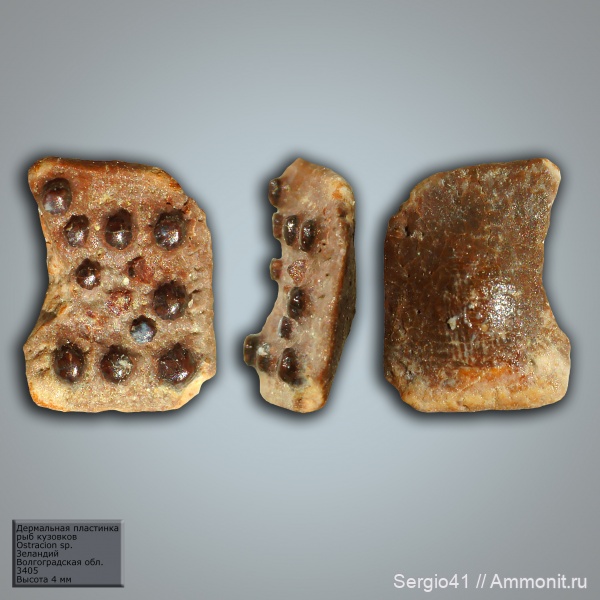рыбы, палеоцен, Волгоградская область, Волгоград, Дермальные пластинки, рыбы кузовки, Ostracion, зеландий, Selandian